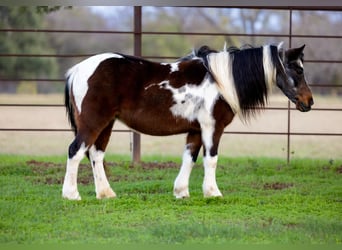 Plus de poneys/petits chevaux, Jument, 9 Ans, 119 cm, Roan-Bay