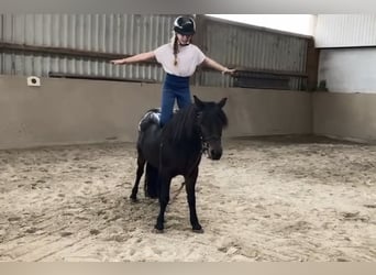 Plus de poneys/petits chevaux, Jument, 9 Ans, 120 cm, Bai
