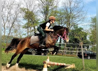 Plus de poneys/petits chevaux, Jument, 9 Ans, 130 cm, Bai brun