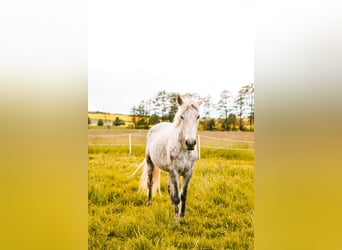 Plus de poneys/petits chevaux, Jument, 9 Ans, 146 cm, Gris