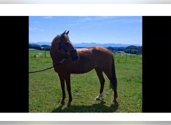 Plus de poneys/petits chevaux, Jument, 9 Ans, 147 cm, Alezan