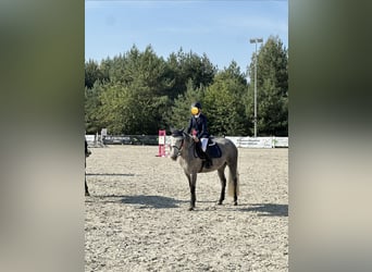 Plus de poneys/petits chevaux, Jument, 9 Ans, 147 cm, Gris