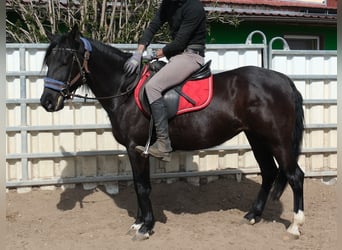 Plus de poneys/petits chevaux, Jument, 9 Ans, 147 cm, Noir