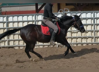 Plus de poneys/petits chevaux, Jument, 9 Ans, 147 cm, Noir