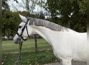 Plus de poneys/petits chevaux, Jument, 9 Ans, 149 cm, Gris