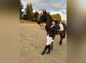 Plus de poneys/petits chevaux Croisé, Jument, 9 Ans, 156 cm, Noir