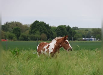 Plus de poneys/petits chevaux, Jument, , 142 cm, Pinto