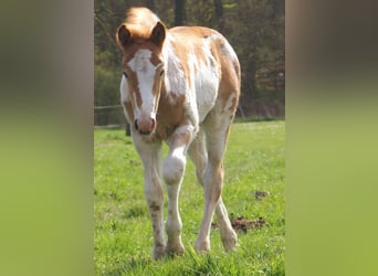Plus de poneys/petits chevaux, Jument, Poulain (03/2026), 152 cm, Pinto