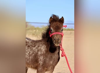 Plus de poneys/petits chevaux, Jument, , 66 cm