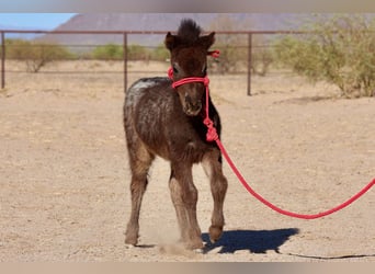 Plus de poneys/petits chevaux, Jument, , 66 cm