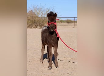 Plus de poneys/petits chevaux, Jument, , 66 cm