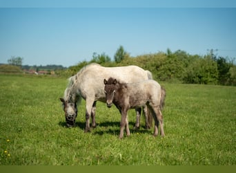 Plus de poneys/petits chevaux, Jument, Poulain (04/2026), 90 cm, Léopard