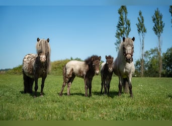 Plus de poneys/petits chevaux, Jument, Poulain (04/2026), 90 cm, Léopard