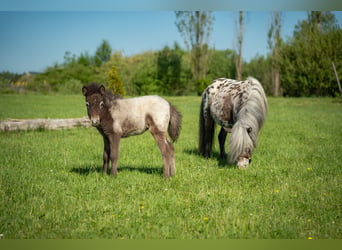 Plus de poneys/petits chevaux, Jument, Poulain (04/2026), 90 cm, Léopard