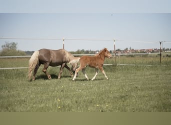 Plus de poneys/petits chevaux, Jument, Poulain (04/2026), 90 cm, Léopard