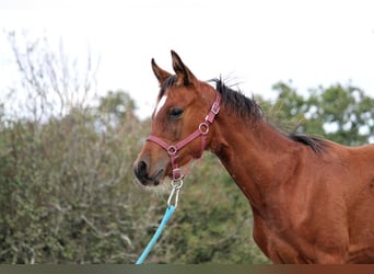 Plus de pur-sang, Étalon, Poulain (05/2024), 153 cm, Bai