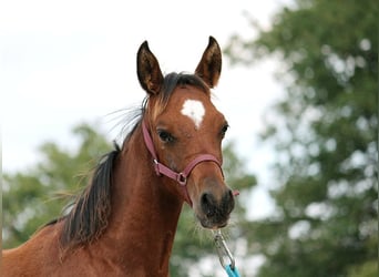 Plus de pur-sang, Étalon, Poulain (05/2024), 153 cm, Bai