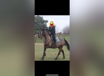 Plus de pur-sang, Hongre, 11 Ans, 164 cm, Bai