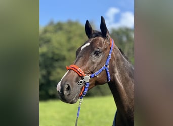 Plus de pur-sang, Hongre, 13 Ans, 160 cm, Bai brun