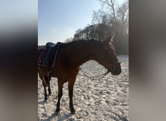 Plus de pur-sang, Hongre, 13 Ans, 160 cm, Bai