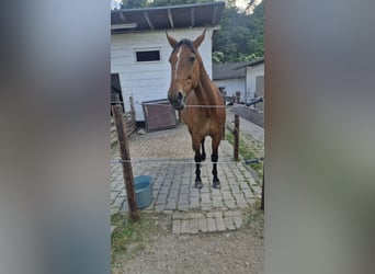 Plus de pur-sang, Hongre, 13 Ans, 165 cm, Bai