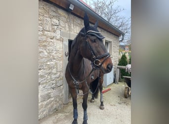 Plus de pur-sang, Hongre, 13 Ans, 169 cm, Bai