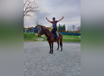 Plus de pur-sang, Hongre, 14 Ans, 162 cm, Bai brun