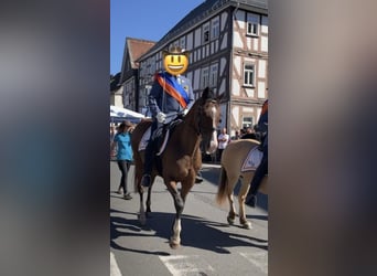 Plus de pur-sang, Hongre, 14 Ans, 163 cm, Bai