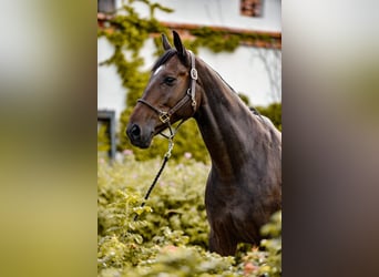 Plus de pur-sang, Hongre, 14 Ans, Bai