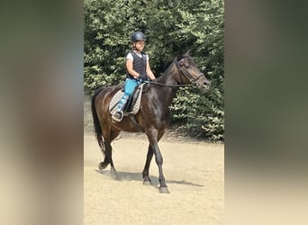 Plus de pur-sang, Hongre, 16 Ans, 157 cm