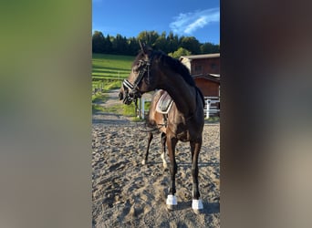 Plus de pur-sang, Hongre, 17 Ans, 165 cm, Noir