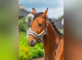 Plus de pur-sang, Hongre, 2 Ans, 140 cm, Bai cerise