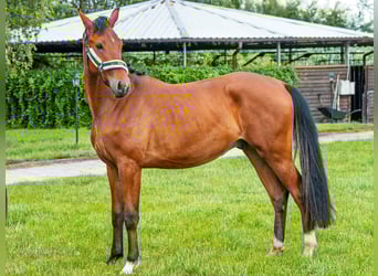 Plus de pur-sang, Hongre, 2 Ans, 140 cm, Bai cerise
