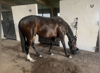 Plus de pur-sang, Hongre, 3 Ans, 156 cm, Bai brun foncé