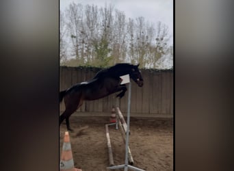 Plus de pur-sang, Hongre, 3 Ans, 156 cm, Bai brun foncé