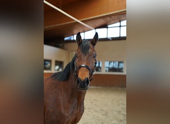 Plus de pur-sang, Hongre, 4 Ans, 153 cm, Bai