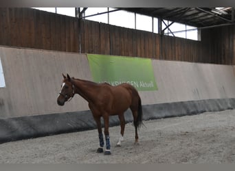 Plus de pur-sang, Hongre, 5 Ans, 164 cm, Alezan