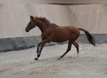 Plus de pur-sang, Hongre, 5 Ans, 164 cm, Alezan