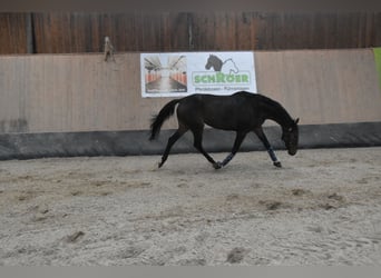 Plus de pur-sang, Hongre, 6 Ans, 166 cm, Bai