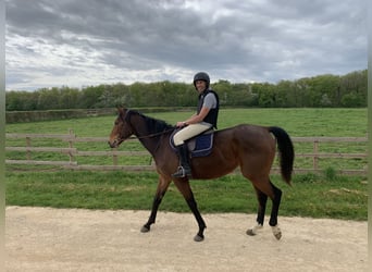 Plus de pur-sang, Hongre, 6 Ans, 175 cm, Bai