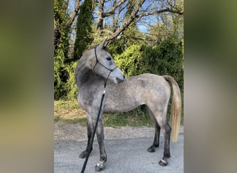 Plus de pur-sang, Hongre, 7 Ans, 155 cm, Gris