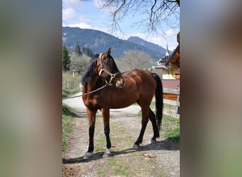 Plus de pur-sang, Hongre, 7 Ans, 156 cm, Bai