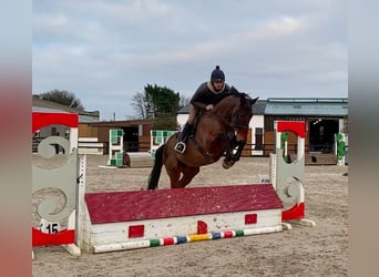Plus de pur-sang, Hongre, 7 Ans, 172 cm, Bai