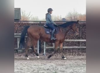 Plus de pur-sang, Hongre, 7 Ans, 175 cm, Bai brun