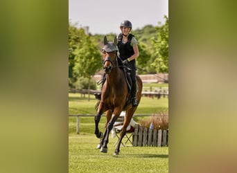 Plus de pur-sang, Hongre, 8 Ans, 163 cm, Bai