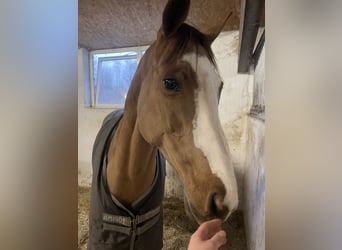 Plus de pur-sang, Jument, 10 Ans, 158 cm, Alezan