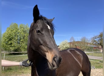 Plus de pur-sang Croisé, Jument, 10 Ans, 165 cm, Bai brun