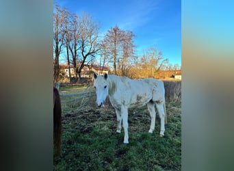 Plus de pur-sang, Jument, 14 Ans, Gris