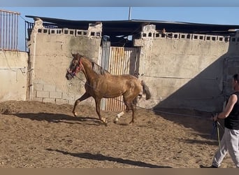 Plus de pur-sang Croisé, Jument, 2 Ans, 160 cm, Champagne
