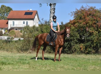 Plus de pur-sang, Jument, 3 Ans, 160 cm, Alezan
